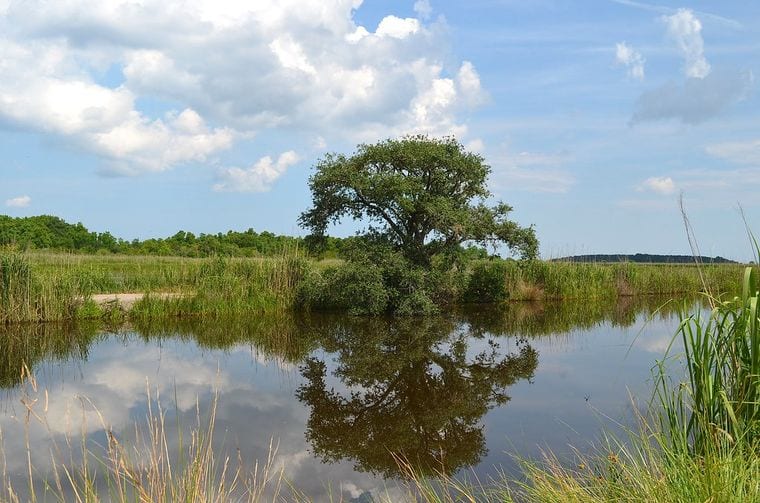 ACE Basin National Wildlife Refuge