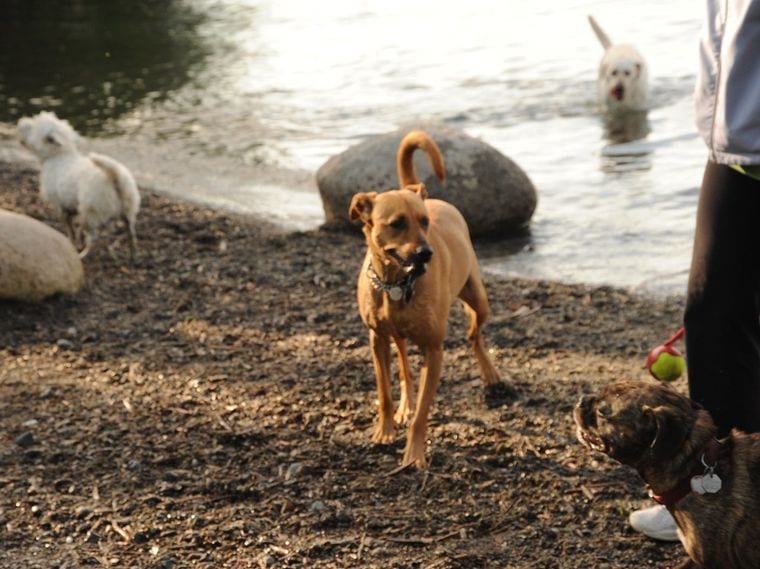Burton Wells Dog Park