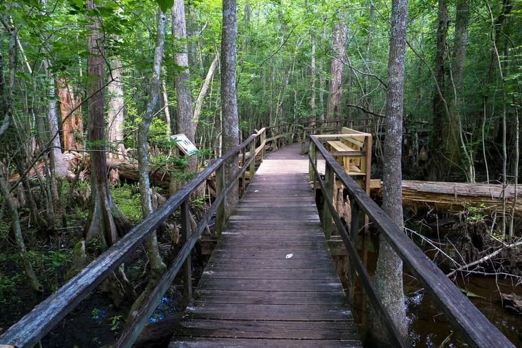 Cypress Wetlands