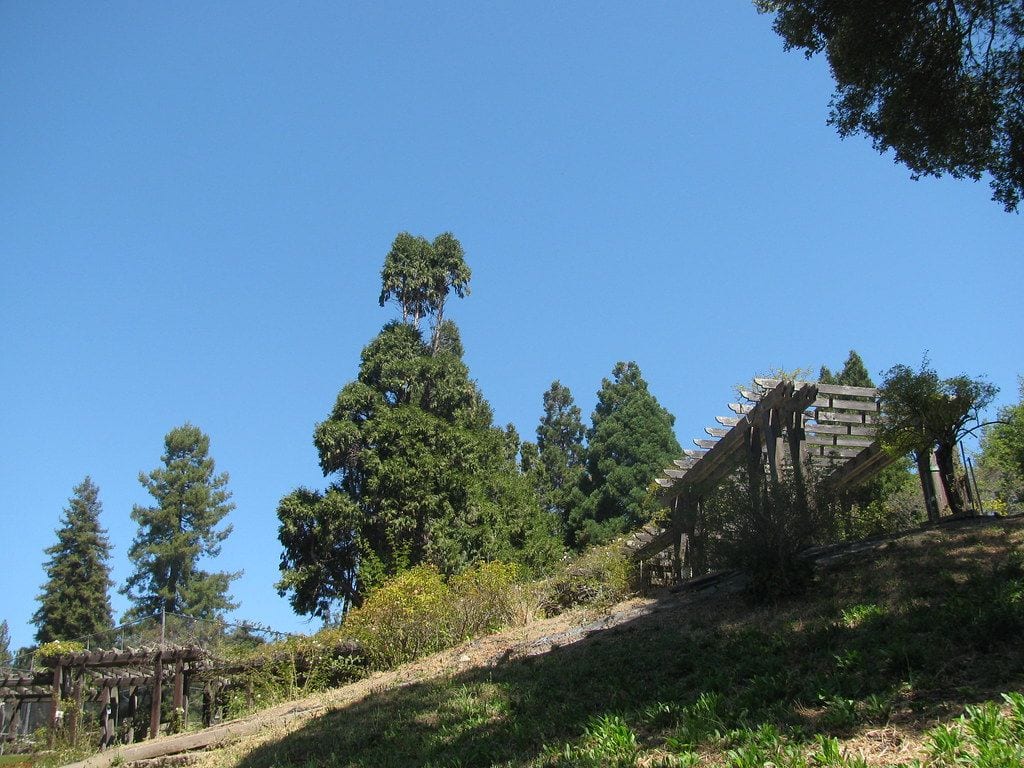 Codornices Park, Berkeley, California