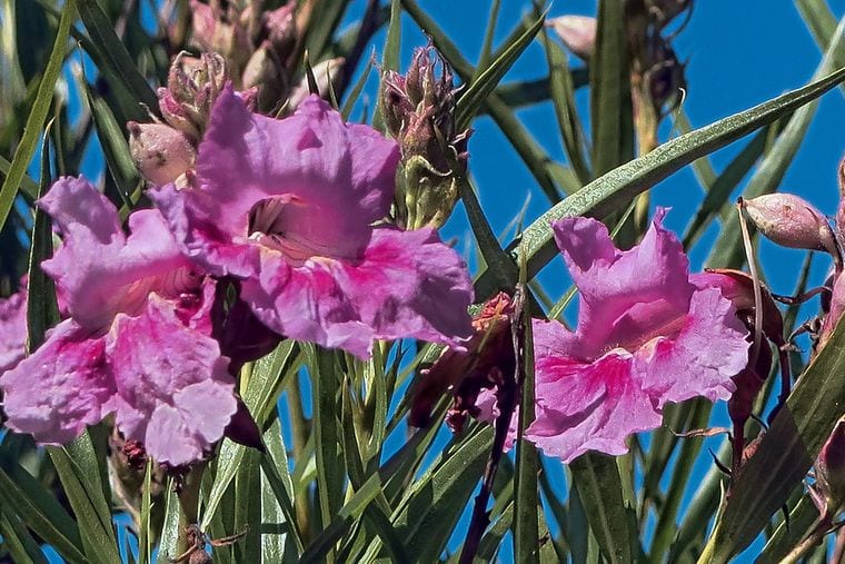 Regional Parks Botanic Garden