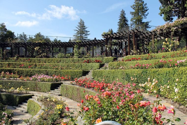 Berkeley Rose Garden