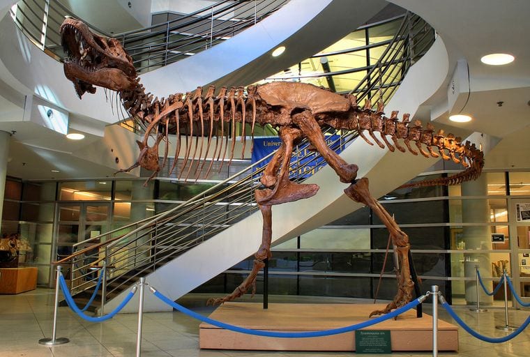 Museum of Paleontology