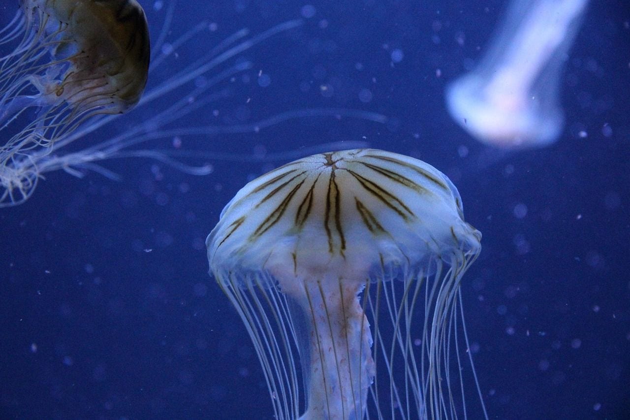 Aquarium Berlin, Germany