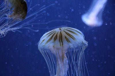 Aquarium Berlin
