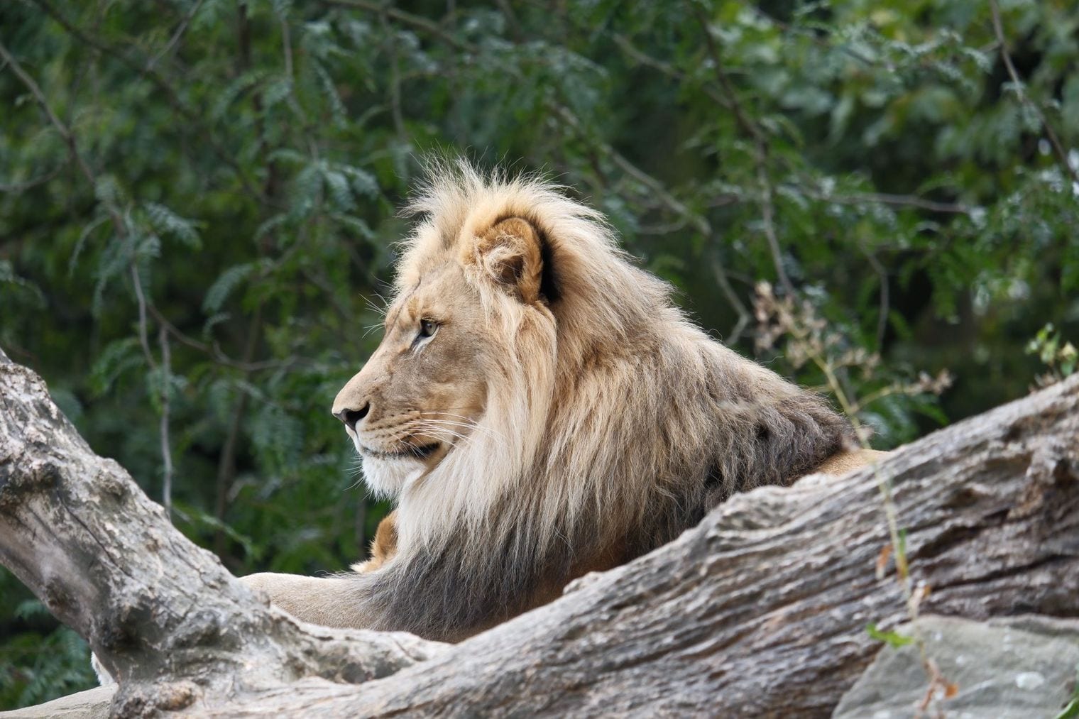 Berlin Zoological Garden, Germany