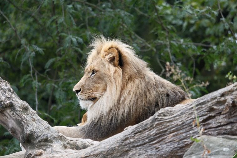 Berlin Zoological Garden
