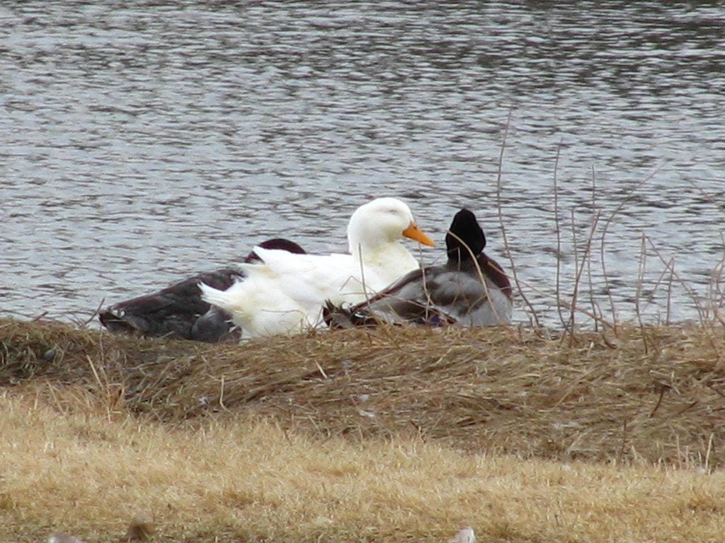 Riverfront Park, Billings, Montana