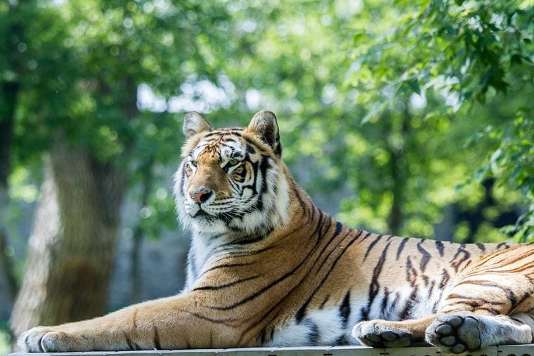 Dakota Zoo