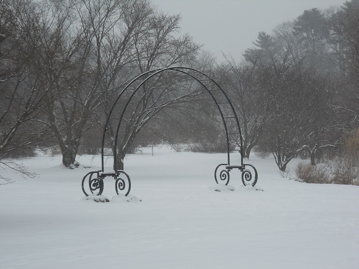 Arnold Arboretum, Massachusetts
