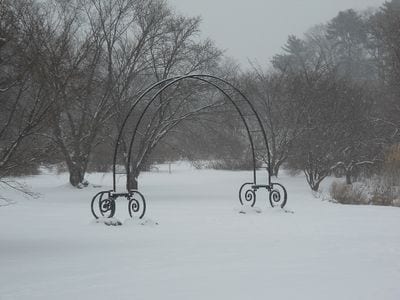 Arnold Arboretum