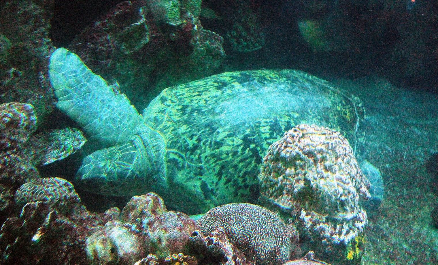 New England Aquarium, Massachusetts