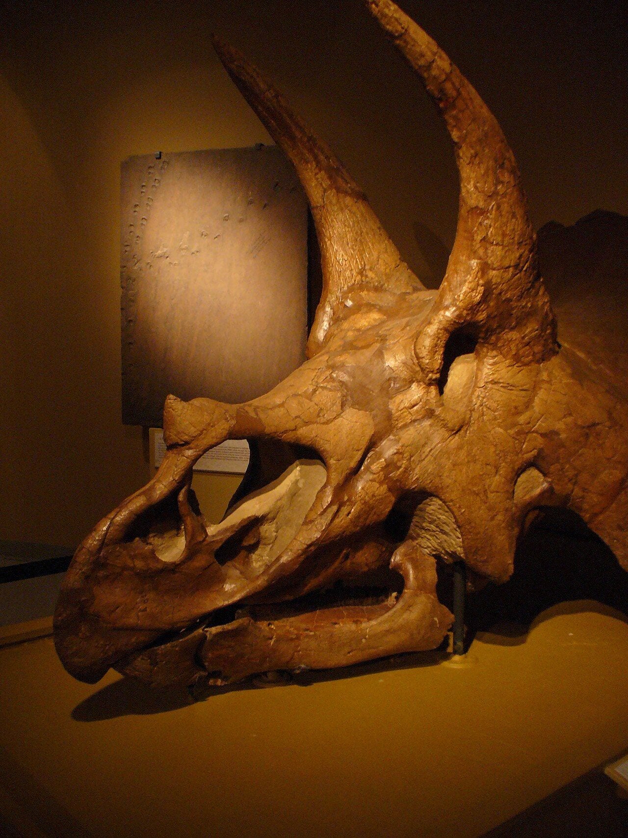 University of Colorado Museum of Natural History