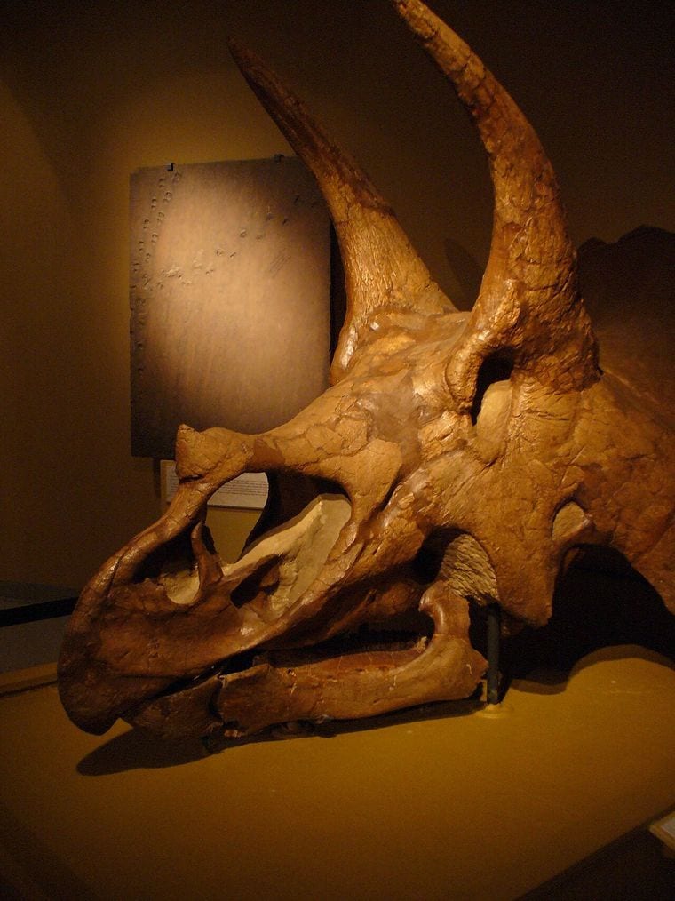 University of Colorado Museum of Natural History