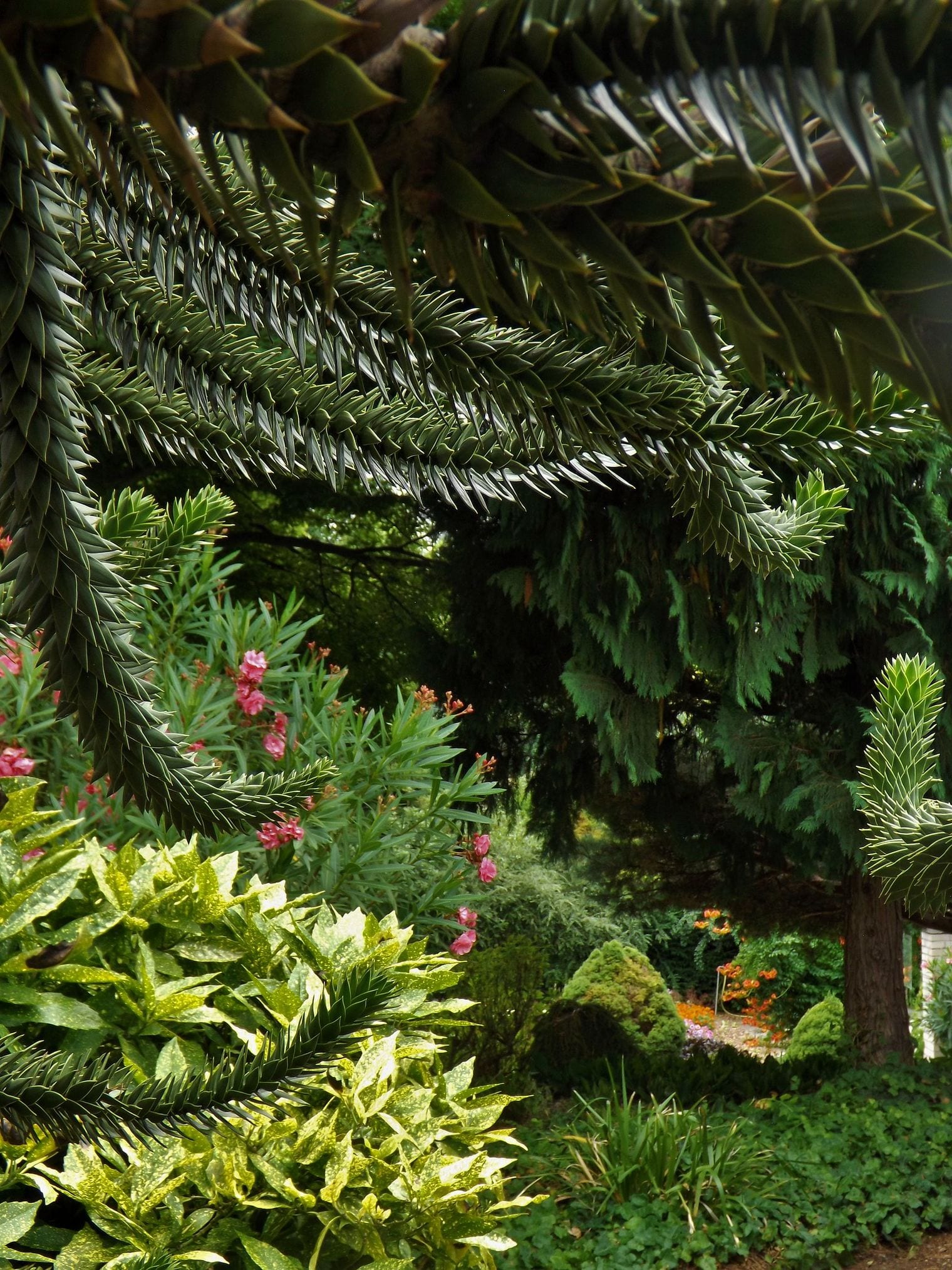 The Botanical Garden of Comenius University, Slovakia