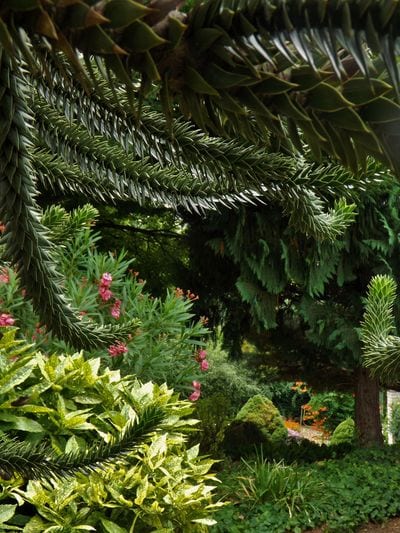 The Botanical Garden of Comenius University