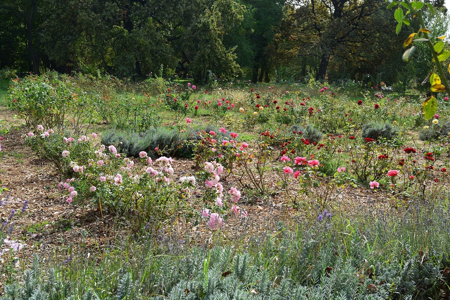 "Dimitrie Brândză" Botanical Garden, Romania