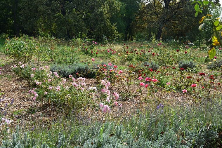 "Dimitrie Brândză" Botanical Garden