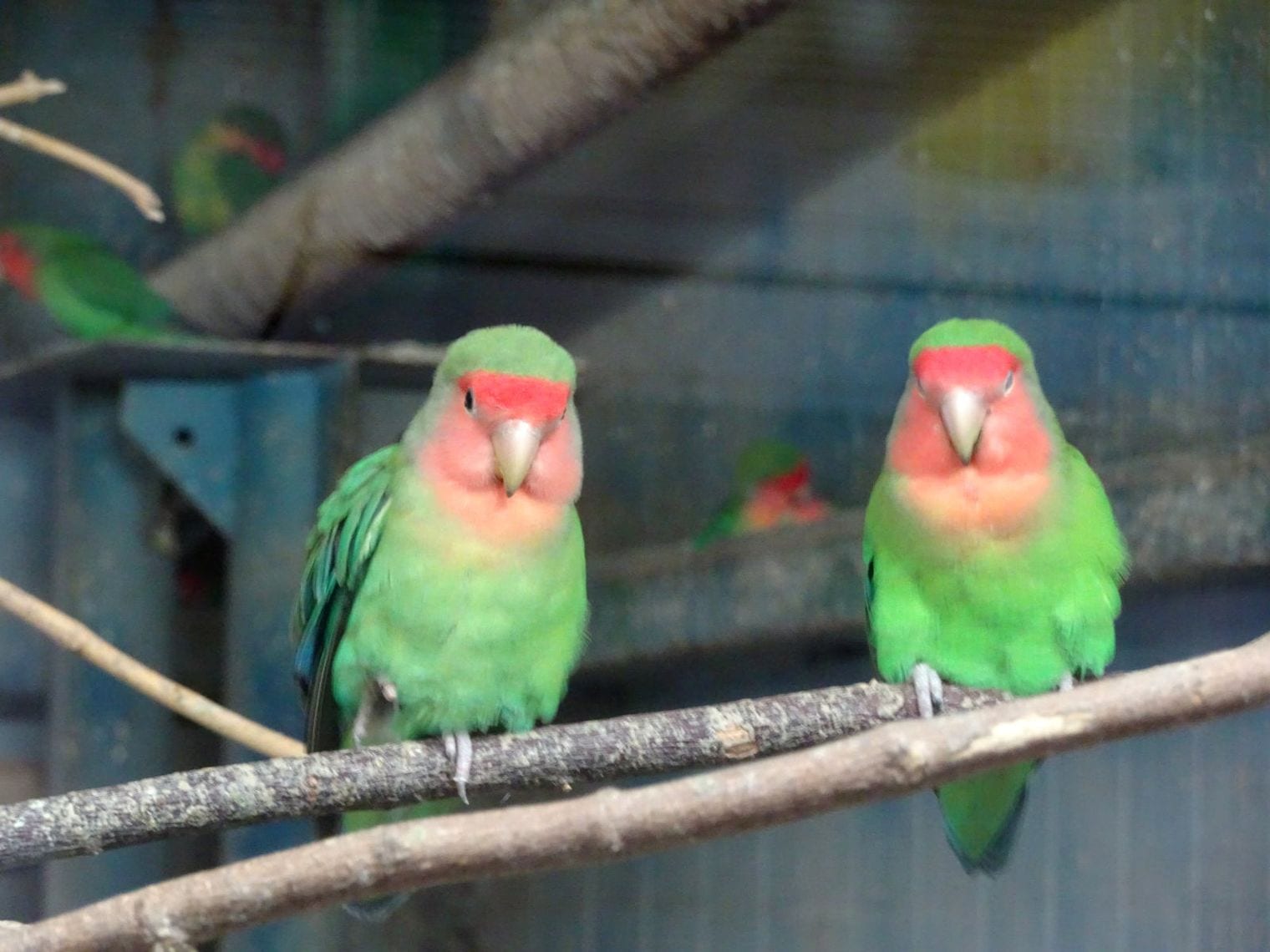 Zoo Bucharest, Romania