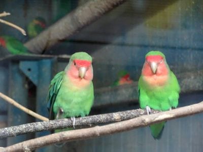 Zoo Bucharest