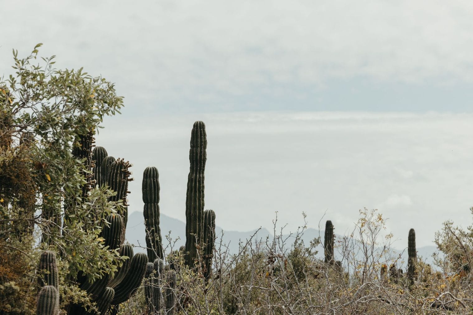 Mt. Solmar, Mexico