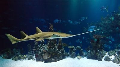 Discovery Center Museo Inmersivo