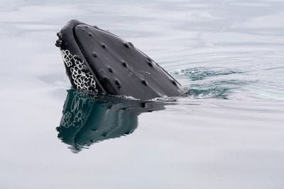 Whale Watch Cabo
