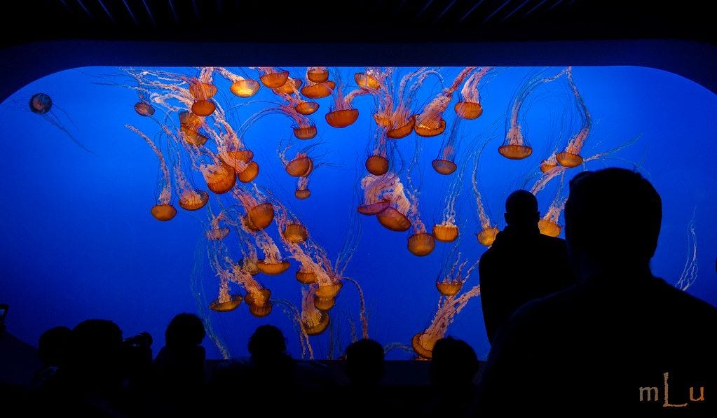 Monterey Bay Aquarium, California