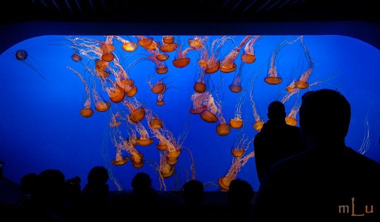 Monterey Bay Aquarium