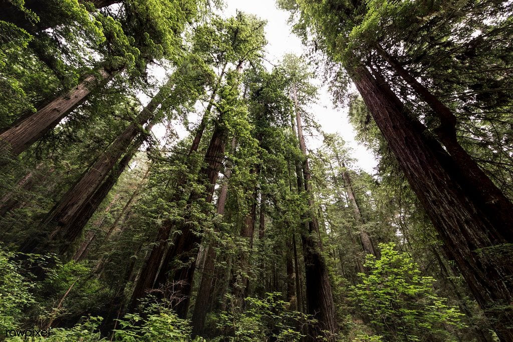 Redwood National and State Parks, California