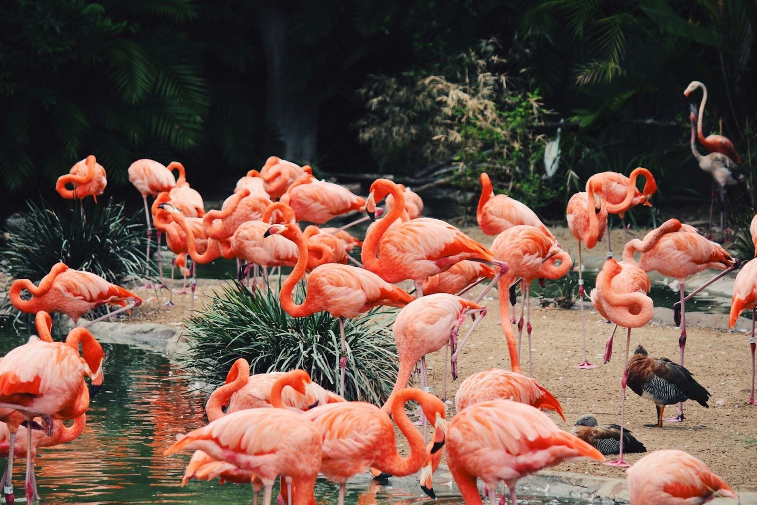 San Diego Zoo, California