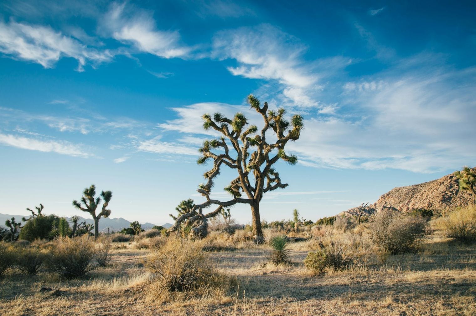 Joshua Tree National Park, California