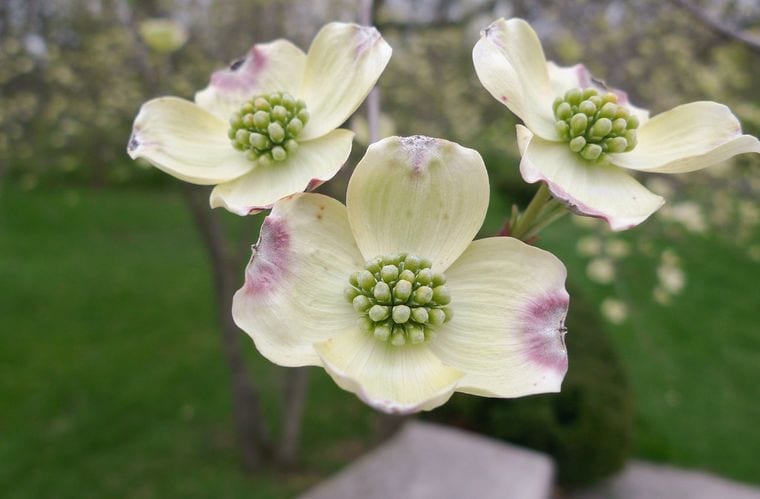 Beech Creek Botanical Garden & Nature Preserve