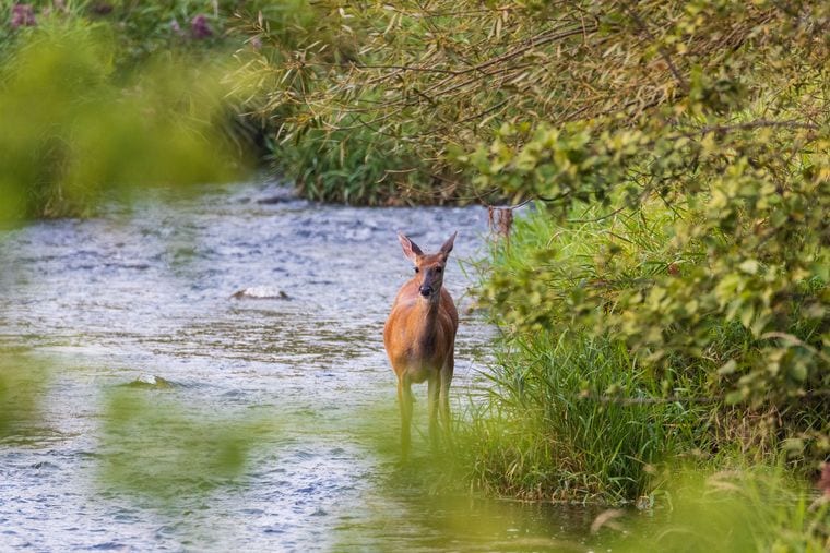 Jackson Bog State Nature Preserve