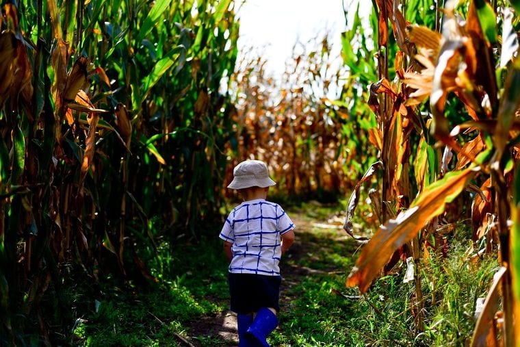 Green Acres Corn Maze