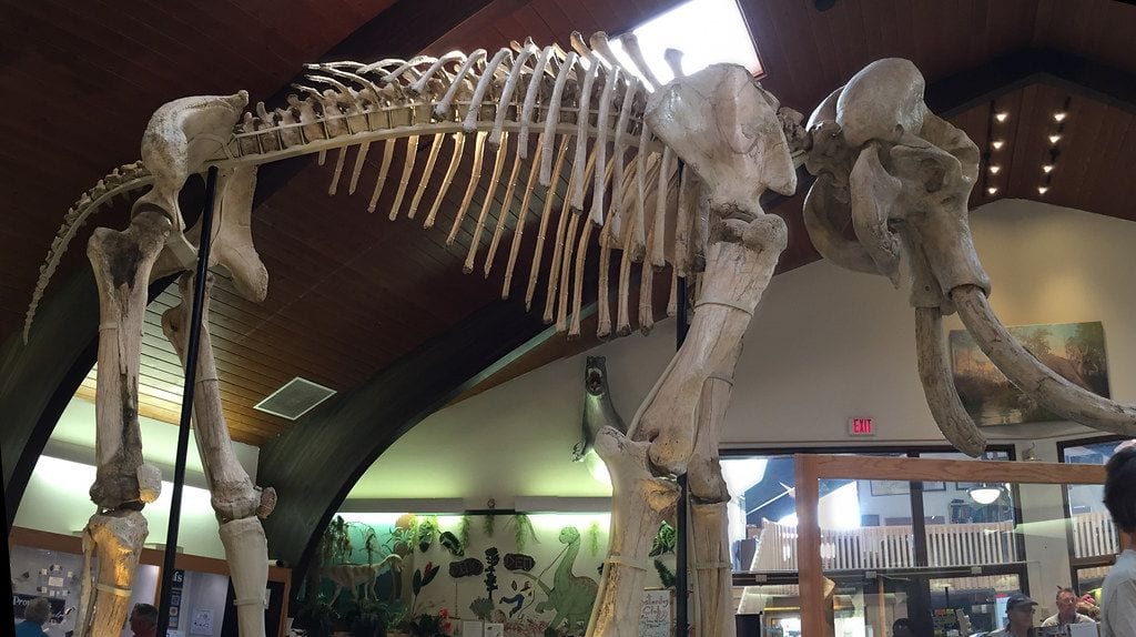 Werner Wildlife Museum, Casper, Wyoming