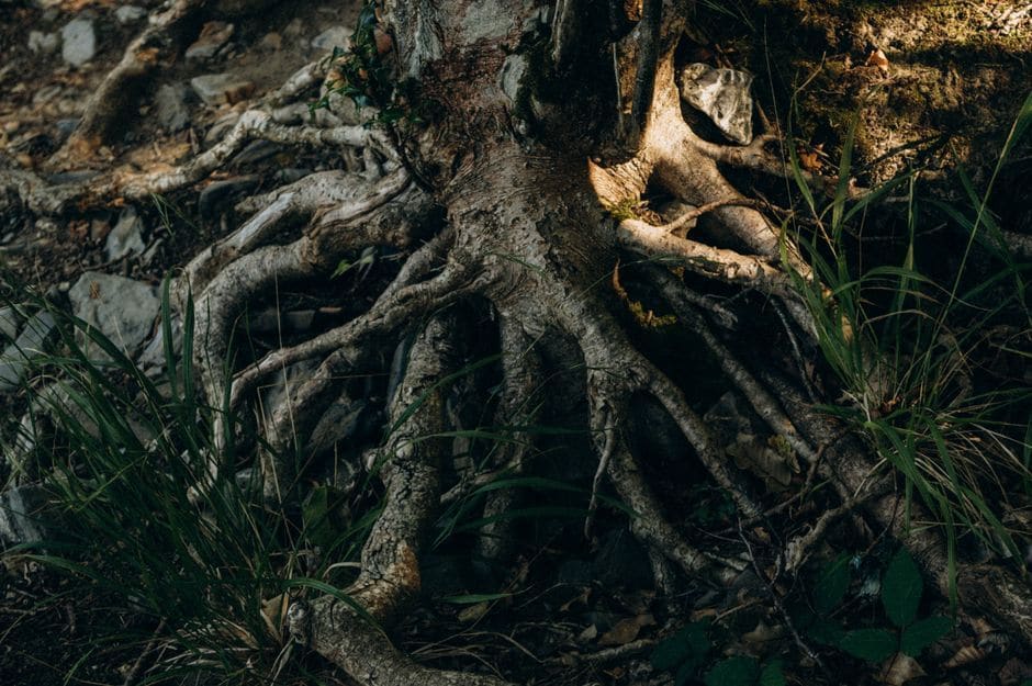 Cherokee Roots, Cherokee, North Carolina