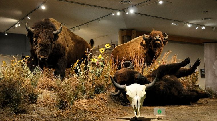 Draper Natural History Museum