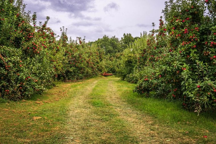 Carter Hill Orchard