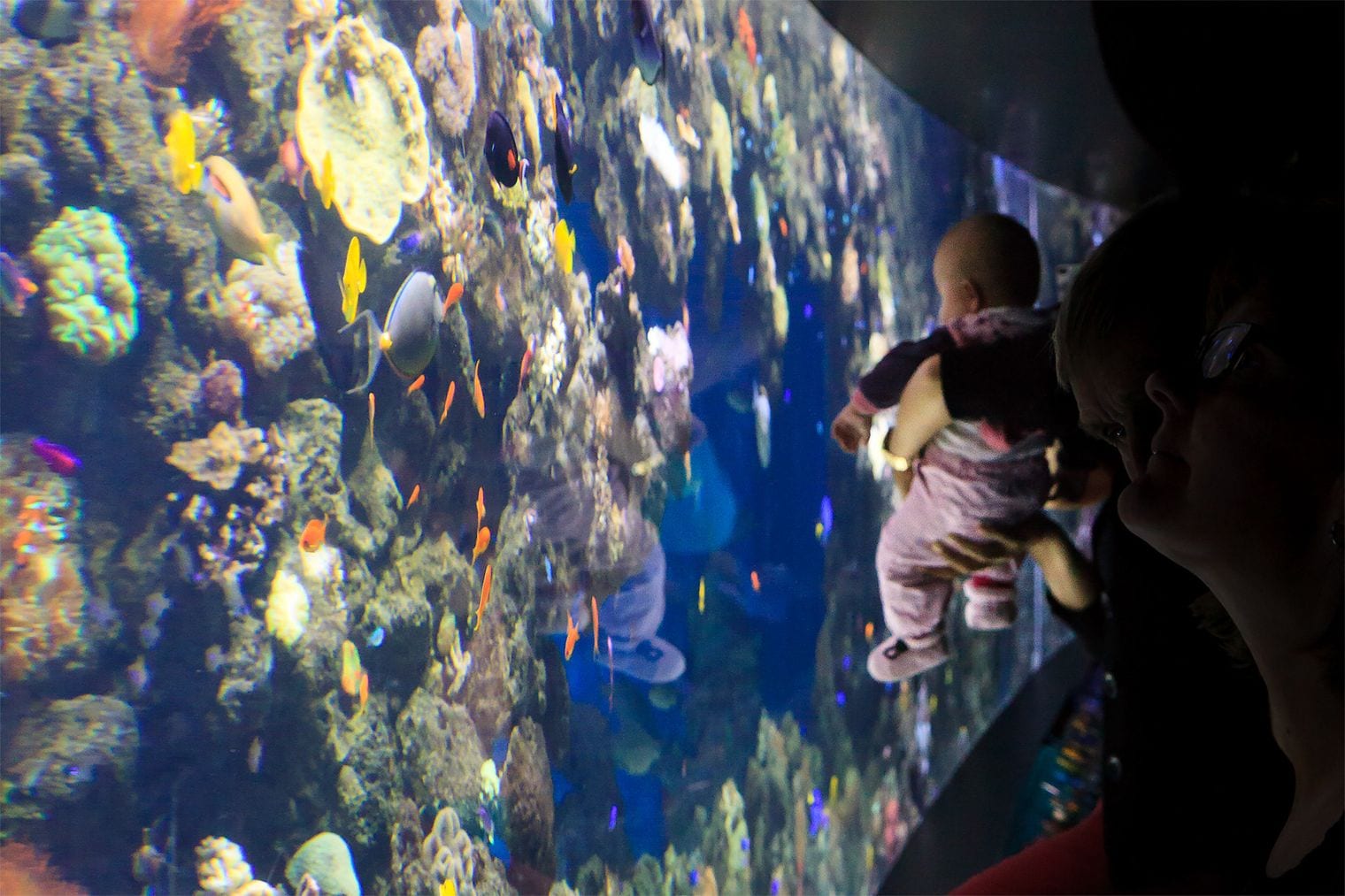 Den Blå Planet – National Aquarium Denmark, Denmark