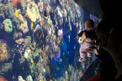 Den Blå Planet – National Aquarium Denmark