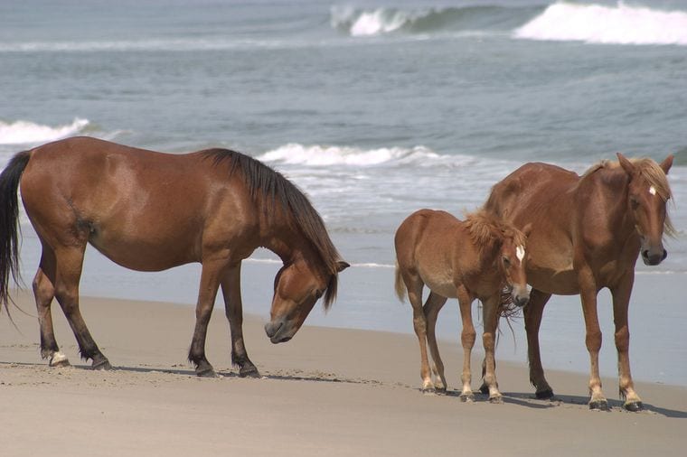 Corolla Wild Horse Tours