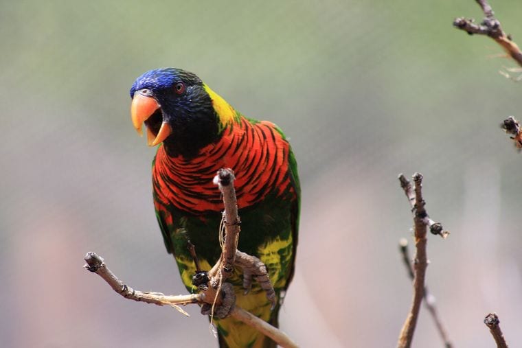 Denver Zoo