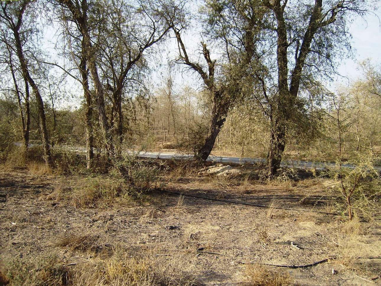 Mushrif National Park, United Arab Emirates