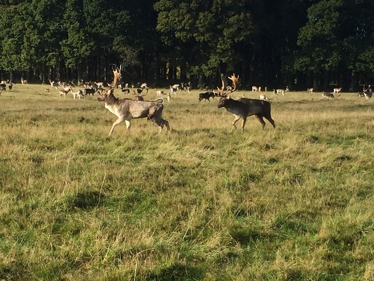 Phoenix Park, Ireland