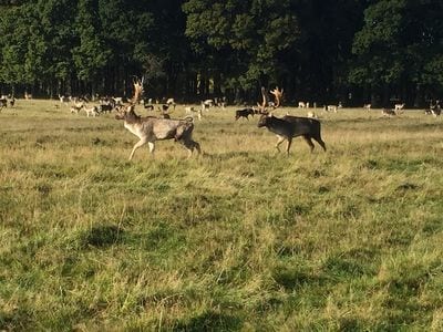 Phoenix Park