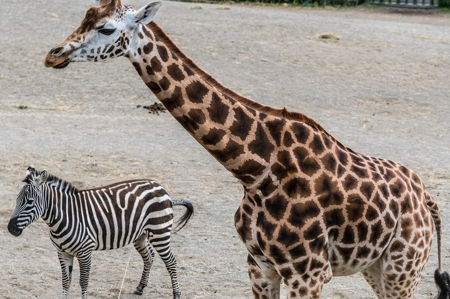 Dublin Zoo, Ireland