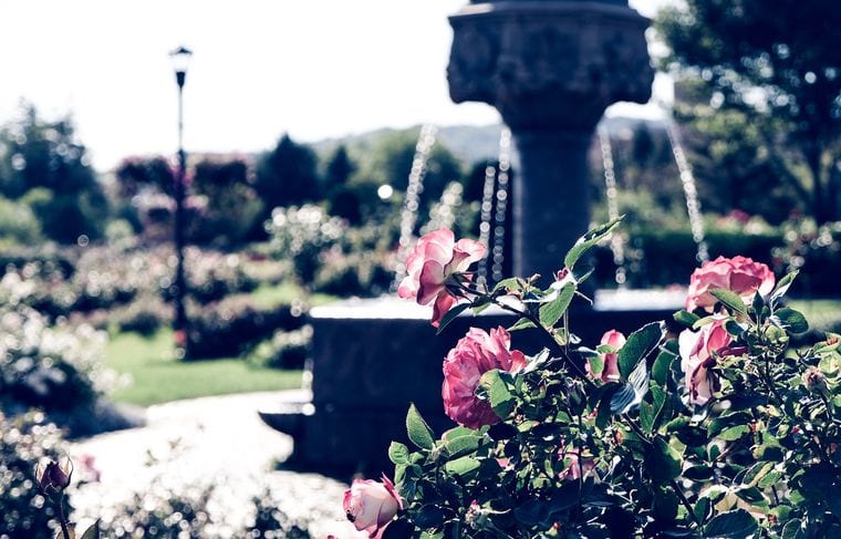 Duluth Rose Garden