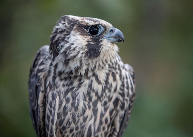Hawk Ridge Bird Observatory