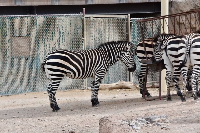El Paso Zoo